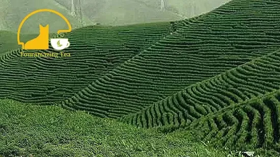 中国のハーブ黒豆健康髪スキンケア食品桑の実茶