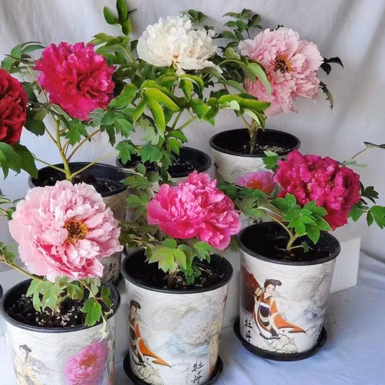 EUスタンダードフレーバーティー バラの花 白牡丹茶