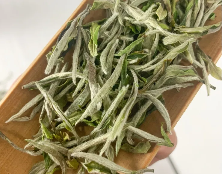 中核産地の高品質白牡丹椿茶を直販